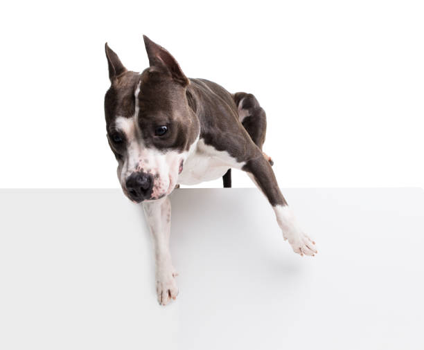 istock American pit bull terrier jumping over an obstacle in the studio on a white background - isolate 878478386