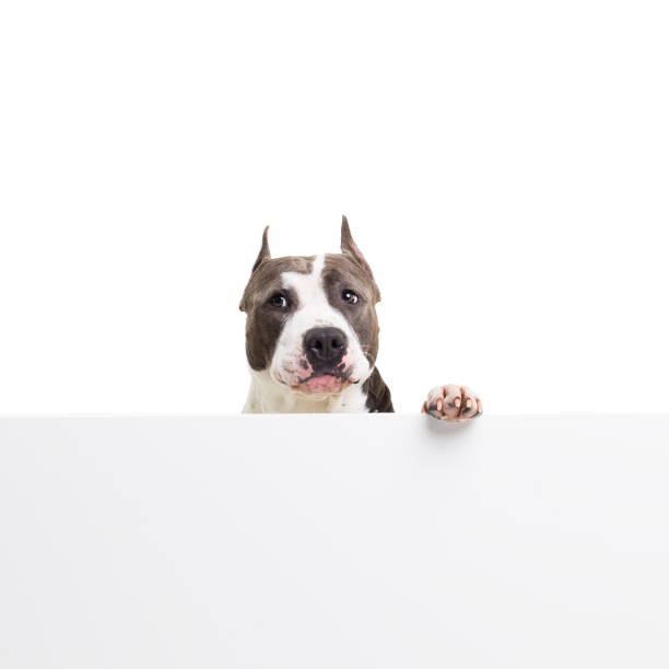 istock funny American pit bull terrier is sitting behind white panel on a white background in studio isolated 878478432