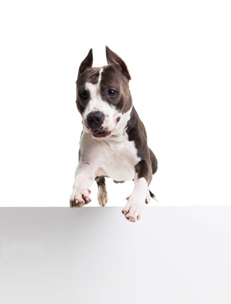 istock American pit bull terrier jumping over an obstacle in the studio on a white background - isolate 878480680