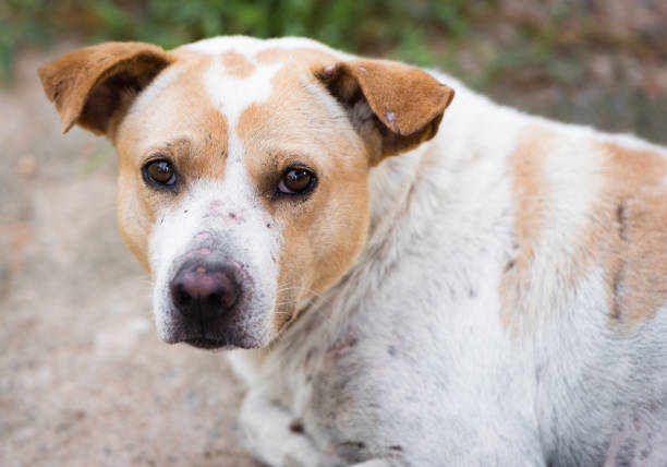 istock White alone Stray dog on street. 878491018
