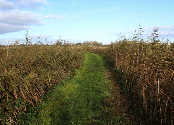 istock Landscape nieuwkoopse plassen in autumn 878493940