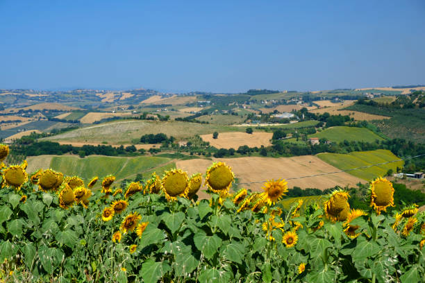 istock Summer landscape near Monterubbiano (Fermo, Marches) 878494732