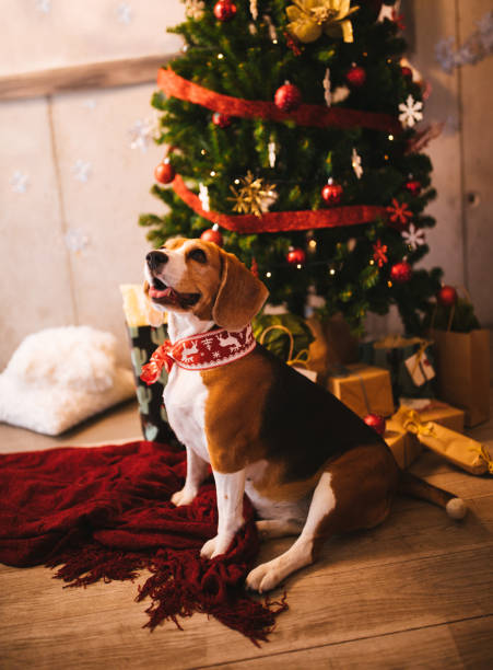 istock Adorable beagle dog sitting under decorated Christmas tree at home 878501918