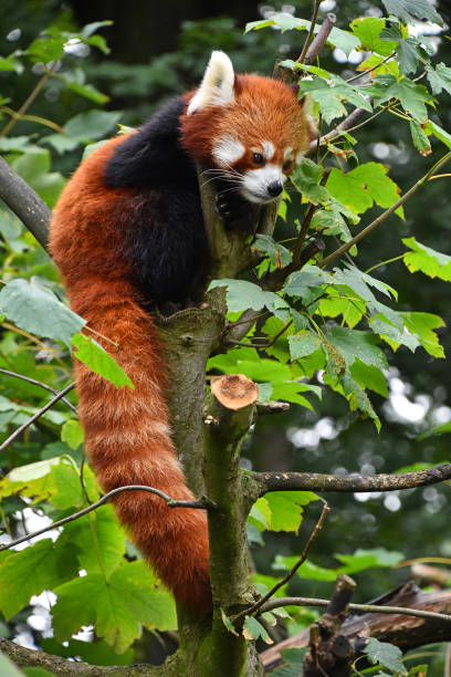 istock Close up portrait of red panda on tree 878507682