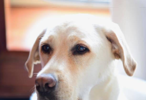 istock Labrador Retriever on a boat 878508280