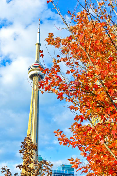 秋の赤のカエデの木、cn タワーのビュー。 - leaf toronto autumn maple tree ストックフォトと画像