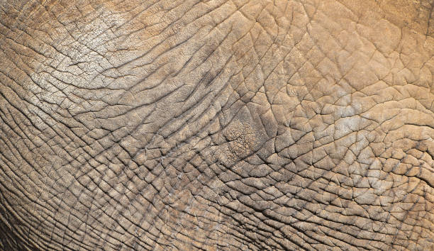 istock Close up texture of elephant skin side view 878508636