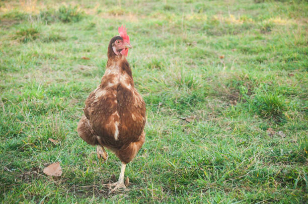 istock chicken in a Traditional free range poultry farming 878510762