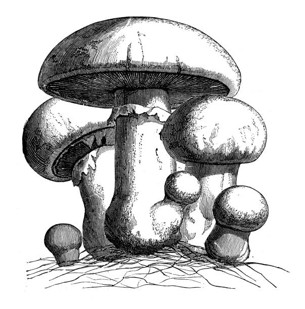 ilustraciones, imágenes clip art, dibujos animados e iconos de stock de botánica plantas antigua ilustración de grabado: agaricus campestris (campo seta, seta del prado) - vertical meadow mushroom vegetable