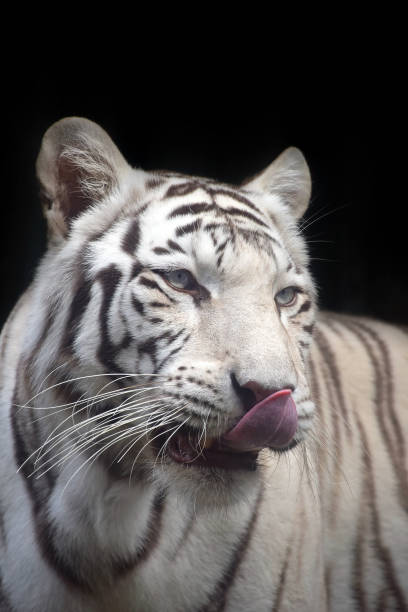 istock Close up portrait of white tiger 878517756