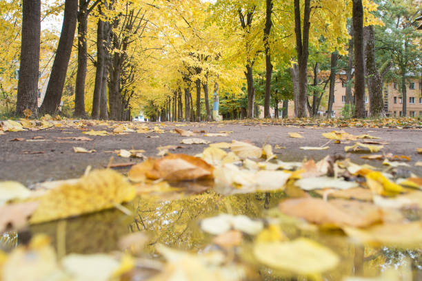 istock City park in the autumn. 878518004