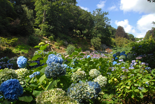 Hydrangea valley in Trebah garden, Cornwall, United Kingdom