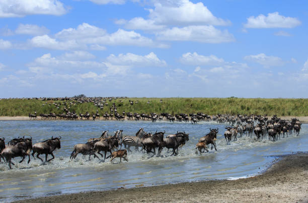 istock The Great Migration - Wildebeest river crossing 878524068