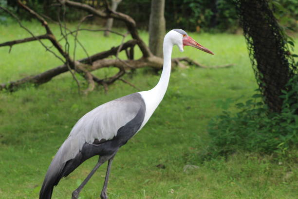 istock Huge exotic bird with a very long beak and very long legs 878541618