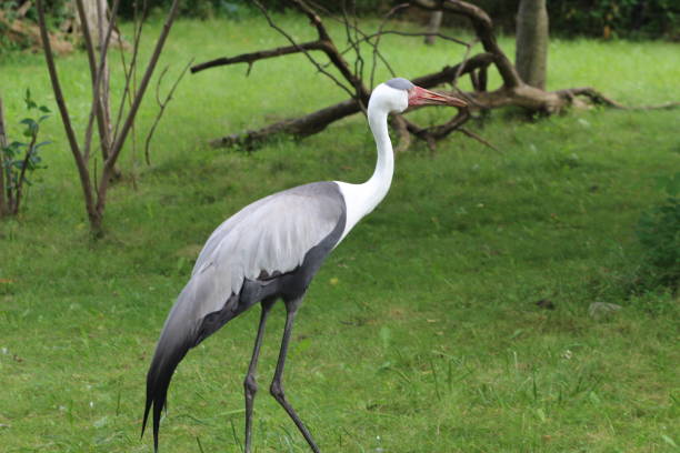 istock Huge exotic bird with a very long beak and very long legs 878541632