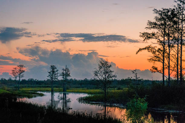 sonnenuntergang über den bäumen der sümpfe - mississippi river stock-fotos und bilder