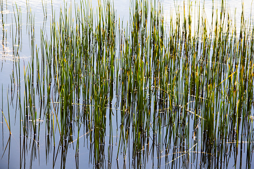 a picture of tall grass in the pond