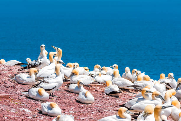 istock Overlook of many white Gannet birds colony nesting on cliff on Bonaventure Island in Perce, Quebec, Canada by Gaspesie, Gaspe region with young spotted feather chicks 878543730