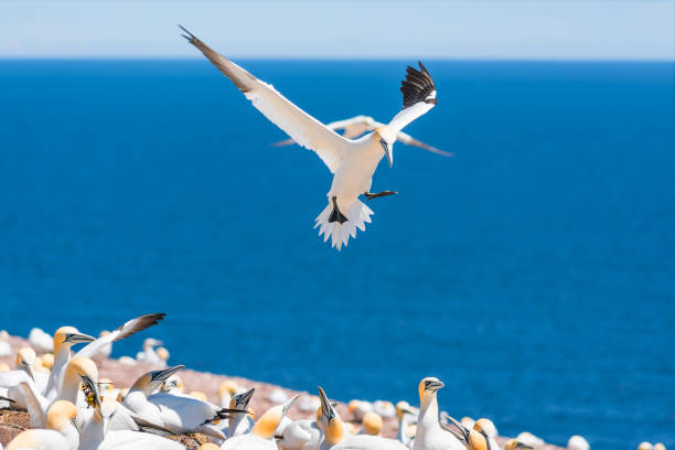 istock White Gannet birds colony nesting on cliff with one bird landing, hovering above ground on Bonaventure Island in Perce, Quebec, Canada by Gaspesie, Gaspe region 878544294