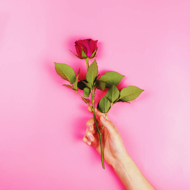 istock Beautiful rose in a woman's hand, flat lay, present concept, square image 878544306