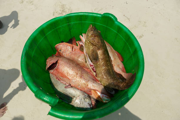 attraper le vivaneau rouge fermer vers le haut, vue de dessus - fish catch of fish seafood red snapper photos et images de collection