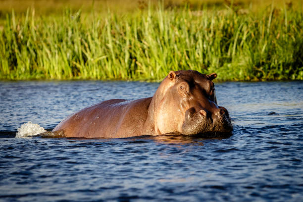 istock A lonely hippo enjoying the sunset in the Nile river 878552520