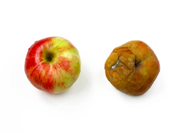 two apples, ripe and rotten two apples, ripe and rotten, on white background, top view, closeup rotting apple fruit wrinkled stock pictures, royalty-free photos & images