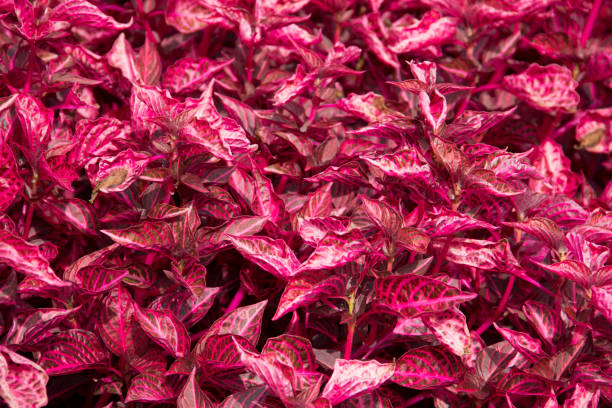 istock patch of Pink Jem Strap Leaf Caladiums 878558890