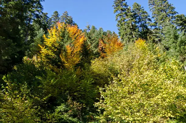 Photo of Tsarska or Royal Bistritsa park  for rest and walk with differently trees in venerable autumnal forest near by  resort  Borovets