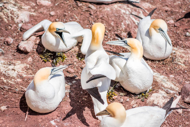 Four white Gannet bird neighbors closeup with beaks, bills open arguing fighting screaming on Bonaventure Island cliff in Perce, Quebec, Canada Four white Gannet bird neighbors closeup with beaks, bills open arguing fighting screaming on Bonaventure Island cliff in Perce, Quebec, Canada colony territory photos stock pictures, royalty-free photos & images
