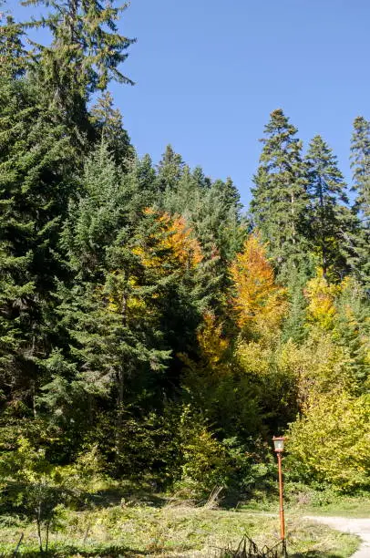 Photo of Tsarska or Royal Bistritsa park  for rest and walk with differently trees in venerable autumnal forest near by  resort  Borovets