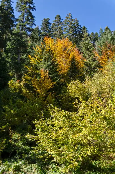 Photo of Tsarska or Royal Bistritsa park  for rest and walk with differently trees in venerable autumnal forest near by  resort  Borovets