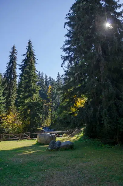 Photo of Old park Tsarska or Royal Bistritsa with terraced river and differently trees in the venerable autumnal forest near by  resort  Borovets