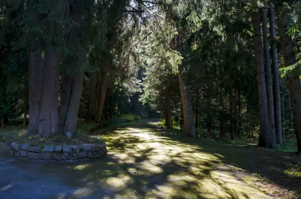 Photo of Tsarska or Royal Bistritsa park  for rest and walk with differently trees in venerable autumnal forest near by  resort  Borovets