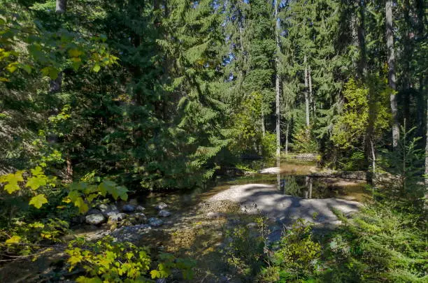 Photo of Old park Tsarska or Royal Bistritsa with terraced river and differently trees in the venerable autumnal forest near by  resort  Borovets