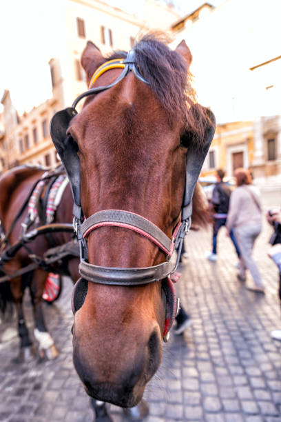 istock Horse portrait. 878579140