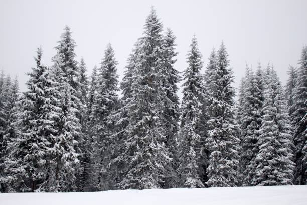 istock Coniferous forest covered with snow, Kopaonik, Serbia 878579220