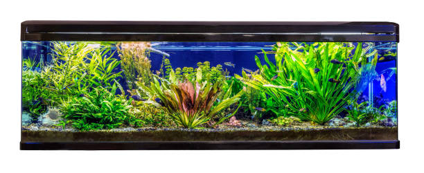 istock Huge panoramic aquarium with tropical fish Malawi cichlids and neon fish 878579516