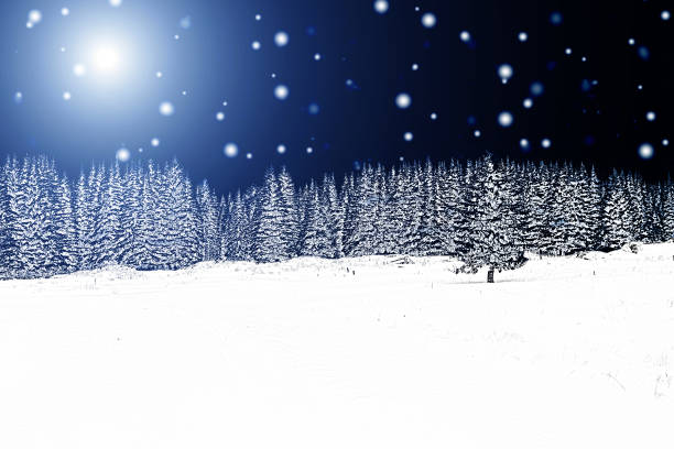 The bright moon illuminates the mysterious night forest