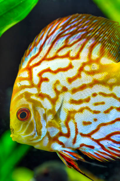 Yellow Gold discus fish Yellow Gold discus fish red pigeon blood discus stock pictures, royalty-free photos & images