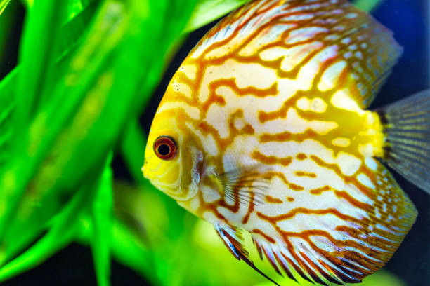 Yellow Gold discus fish Yellow Gold discus fish red pigeon blood discus stock pictures, royalty-free photos & images