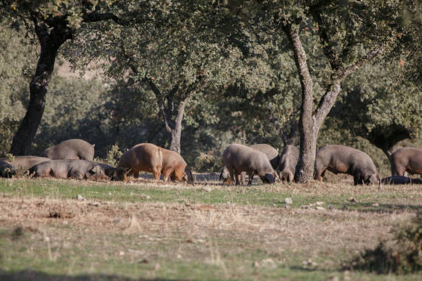 istock Iberian pigs eating 878582094
