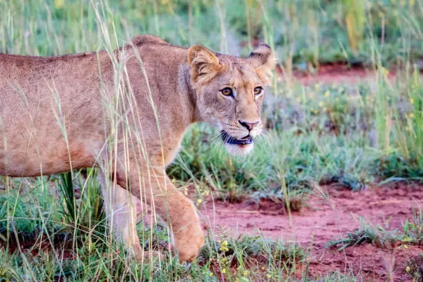 A curious female lion starting the hunt at an early morning in Murchison Falls national park, Uganda in east Africa. Too bad this park and lake Albert is threatened by the oil industry.