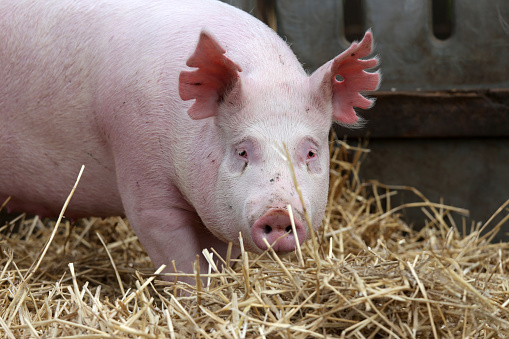 돼지 Sow 시골 동물 농장 여름에 카메라에 대 한 포즈 고기에 대한 스톡 사진 및 기타 이미지 - 고기, 귀여운, 기업 재무와 ...