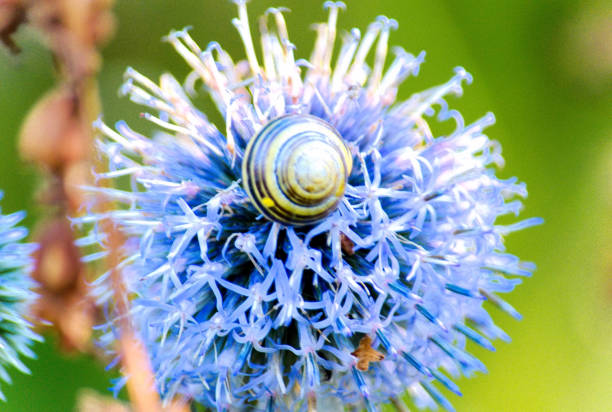 Image of a snail on a flower of echinops or globeflower