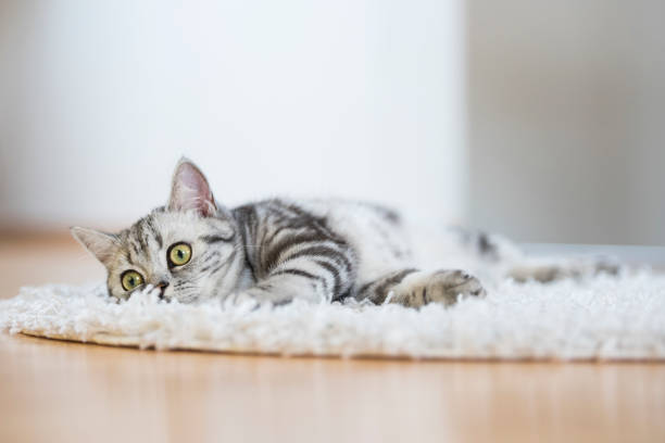 istock British short hair cat lying on fur rug 878602102