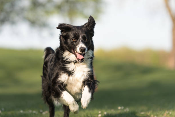 border-collie - läuft schöner hund glücklich über eine grüne wiese im frühling - catch of fish sport black and white activity stock-fotos und bilder