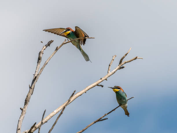 istock Two European bee-eaters (Merops apiaster) on a tree 878602408