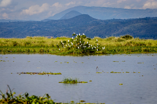 A large group of cattle egret sitting on a bush in lake Albert with the mountains of Kongo in the background. To bad this place is endangered by oil drilling companies