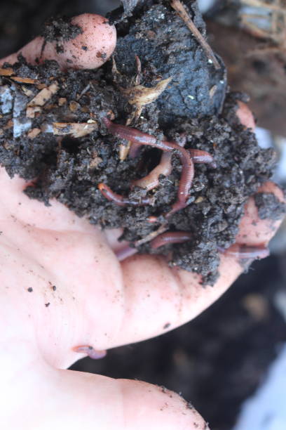 istock red wiggler compost worms in a hunk of manure 878615322